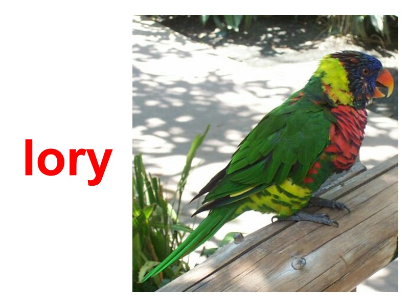 lory